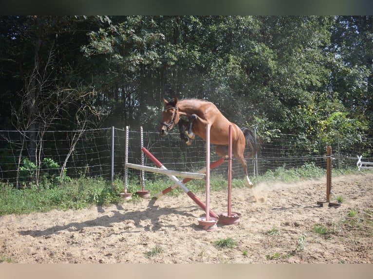 Altri cavalli a sangue caldo Mix Castrone 3 Anni 160 cm Baio ciliegia in Lepaki Wielkie