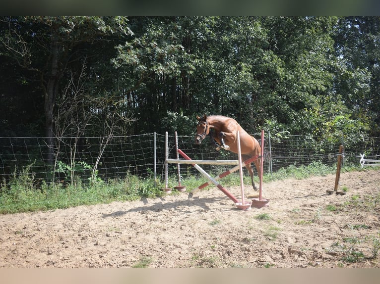 Altri cavalli a sangue caldo Mix Castrone 3 Anni 160 cm Baio ciliegia in Lepaki Wielkie