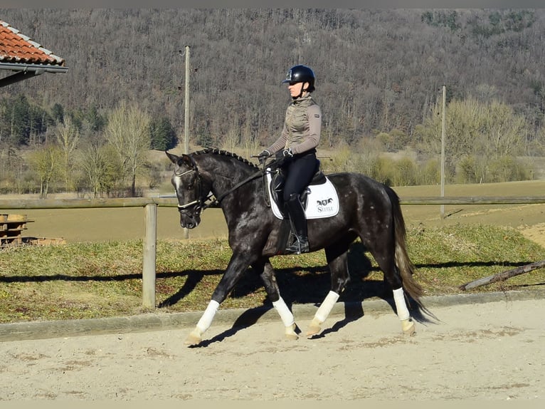 Altri cavalli a sangue caldo Castrone 3 Anni 161 cm Grigio ferro in Wellheim