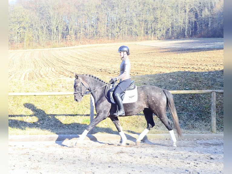 Altri cavalli a sangue caldo Castrone 3 Anni 161 cm Grigio ferro in Wellheim