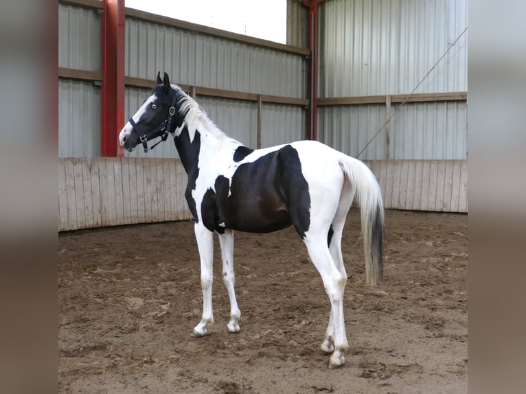 Altri cavalli a sangue caldo Castrone 3 Anni 162 cm Pezzato in Borgentreich