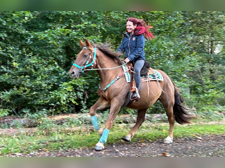 Altri cavalli a sangue caldo Castrone 3 Anni 162 cm Sauro scuro in Linkenbach