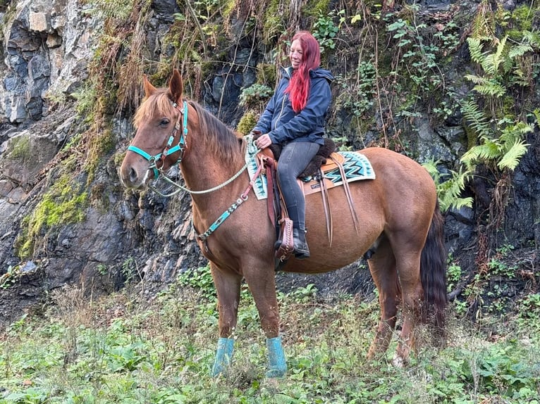 Altri cavalli a sangue caldo Castrone 3 Anni 162 cm Sauro scuro in Linkenbach