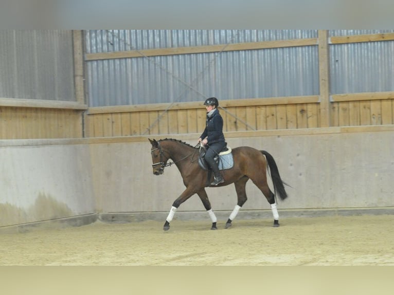 Altri cavalli a sangue caldo Castrone 3 Anni 163 cm Baio in Wellheim