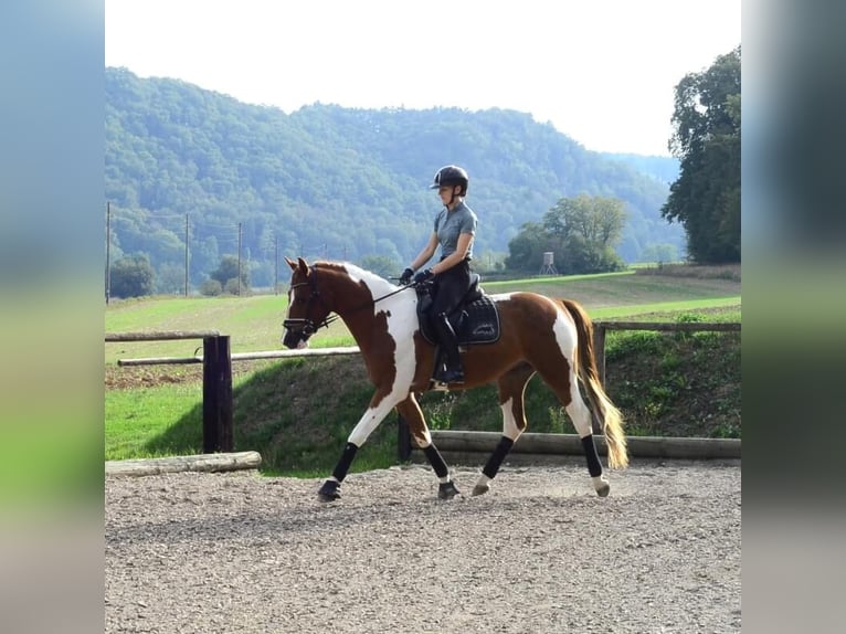 Altri cavalli a sangue caldo Castrone 3 Anni 165 cm Pezzato in Wellheim