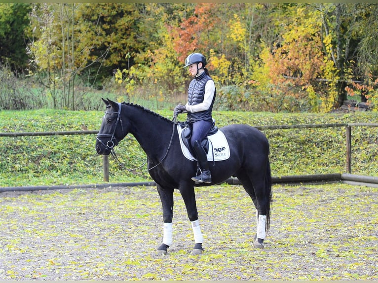 Altri cavalli a sangue caldo Castrone 3 Anni 167 cm Morello in Wellheim