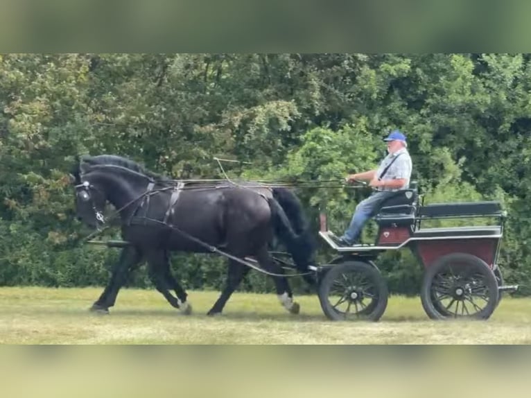 Altri cavalli a sangue caldo Castrone 3 Anni 168 cm Morello in Stare Gałki