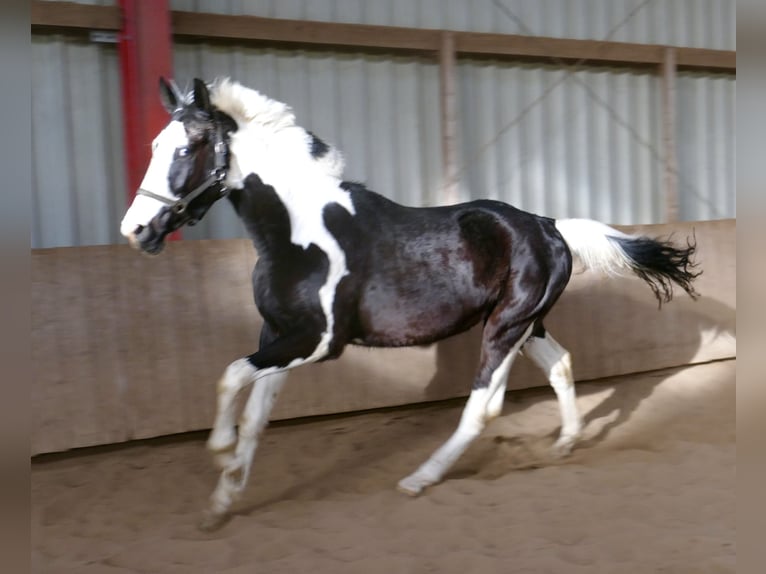 Altri cavalli a sangue caldo Castrone 3 Anni 168 cm Pezzato in Borgentreich