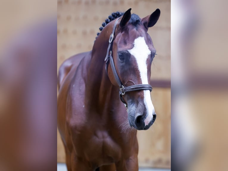 Altri cavalli a sangue caldo Castrone 3 Anni 171 cm Baio in Kinrooi