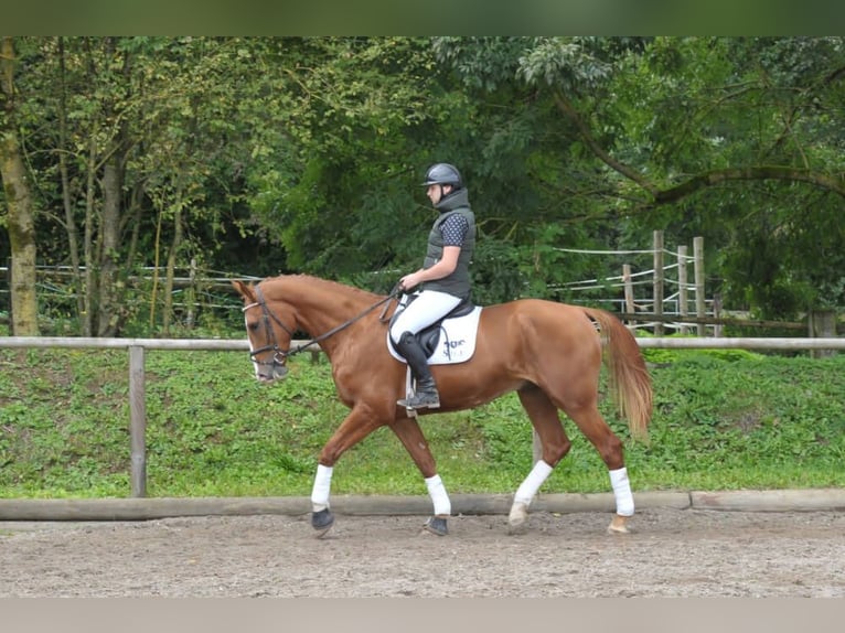 Altri cavalli a sangue caldo Castrone 3 Anni 174 cm Sauro in Wellheim