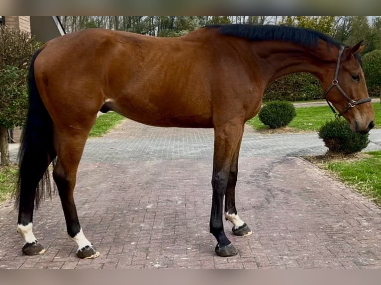 Altri cavalli a sangue caldo Castrone 3 Anni 175 cm Baio in Bladel