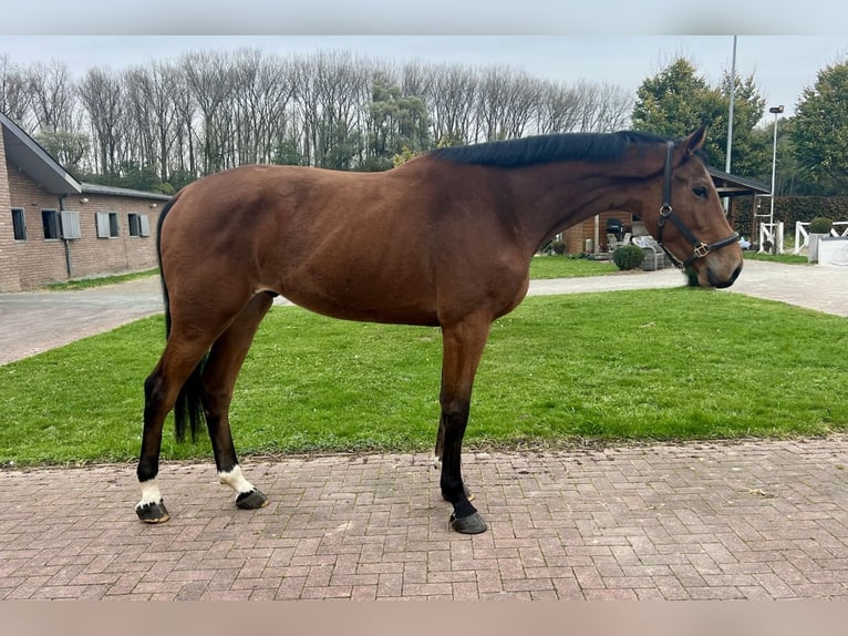 Altri cavalli a sangue caldo Castrone 3 Anni 175 cm Baio in Bladel