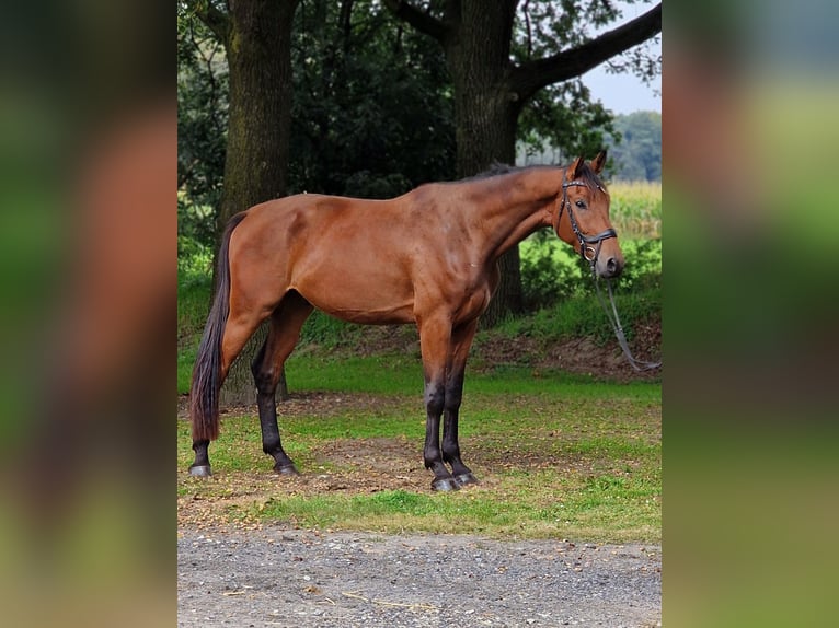 Altri cavalli a sangue caldo Castrone 3 Anni 175 cm in Warendorf