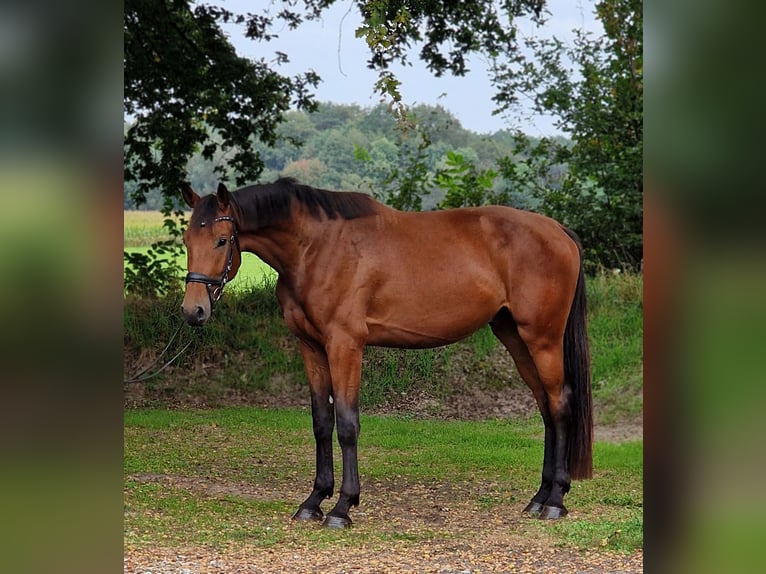 Altri cavalli a sangue caldo Castrone 3 Anni 175 cm in Warendorf