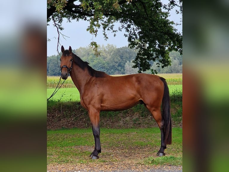 Altri cavalli a sangue caldo Castrone 3 Anni 175 cm in Warendorf