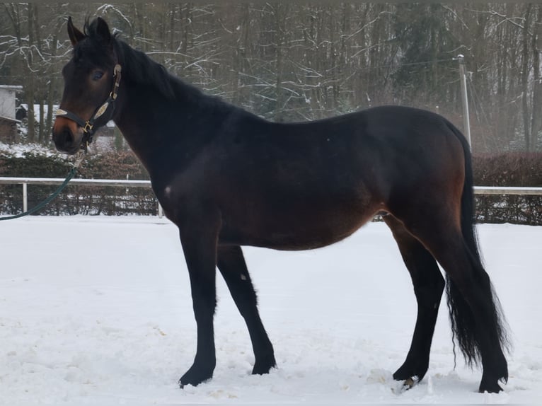 Altri cavalli a sangue caldo Castrone 4 Anni 150 cm Baio scuro in Neustadt (Wied)