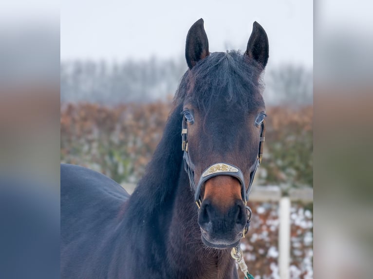 Altri cavalli a sangue caldo Castrone 4 Anni 150 cm Baio scuro in Neustadt (Wied)