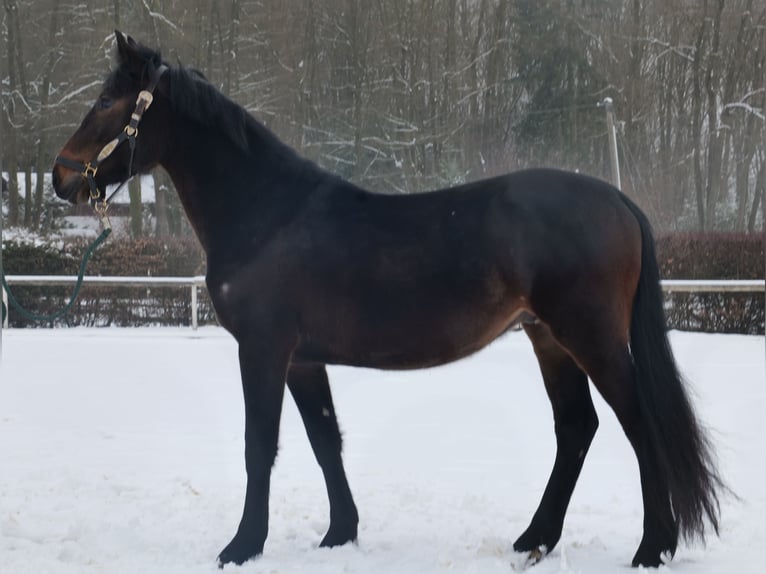 Altri cavalli a sangue caldo Castrone 4 Anni 150 cm Baio scuro in Neustadt (Wied)