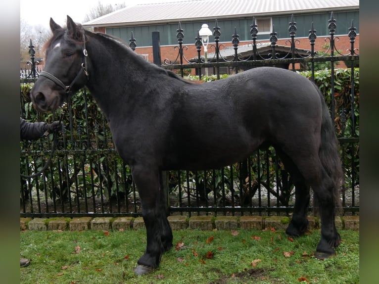 Altri cavalli a sangue caldo Castrone 4 Anni 152 cm Morello in Dorsten