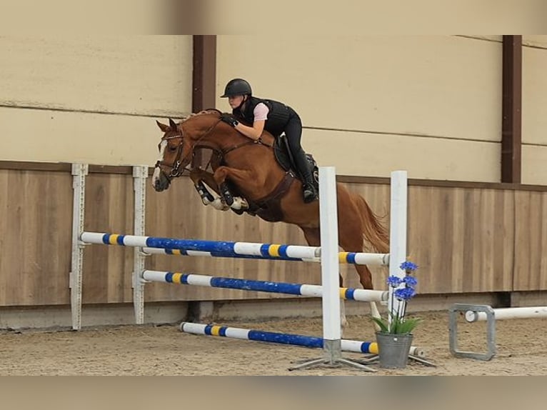 Altri cavalli a sangue caldo Castrone 4 Anni 153 cm Sauro in Oost West en Middelbeers
