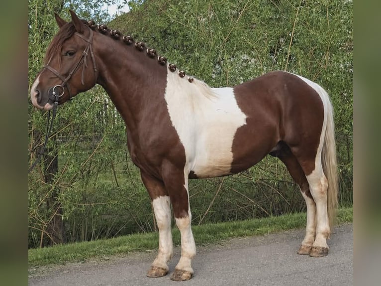 Altri cavalli a sangue caldo Castrone 4 Anni 155 cm Pezzato in Bissendorf