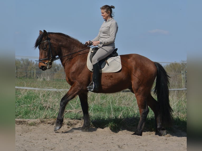 Altri cavalli a sangue caldo Mix Castrone 4 Anni 156 cm Baio in Kremmen