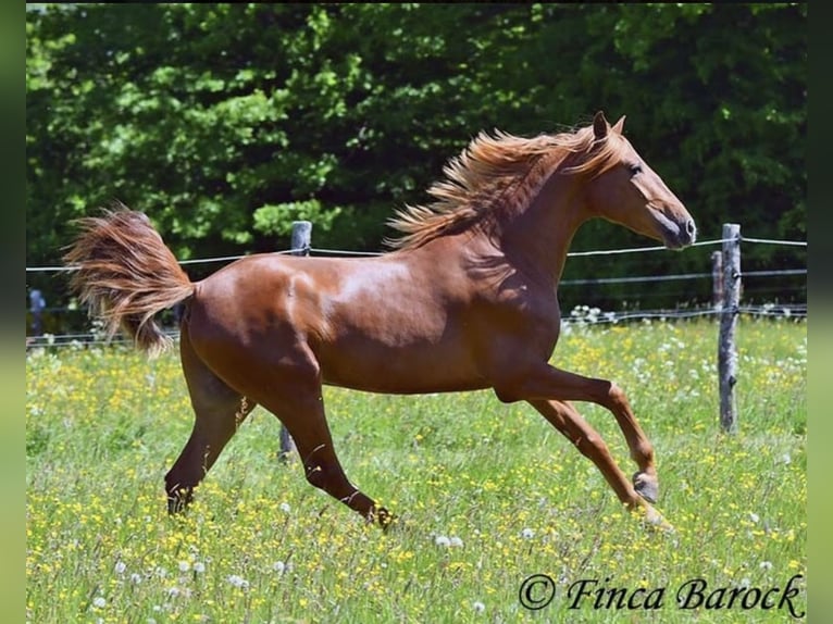Altri cavalli a sangue caldo Castrone 4 Anni 157 cm Baio in Taunton