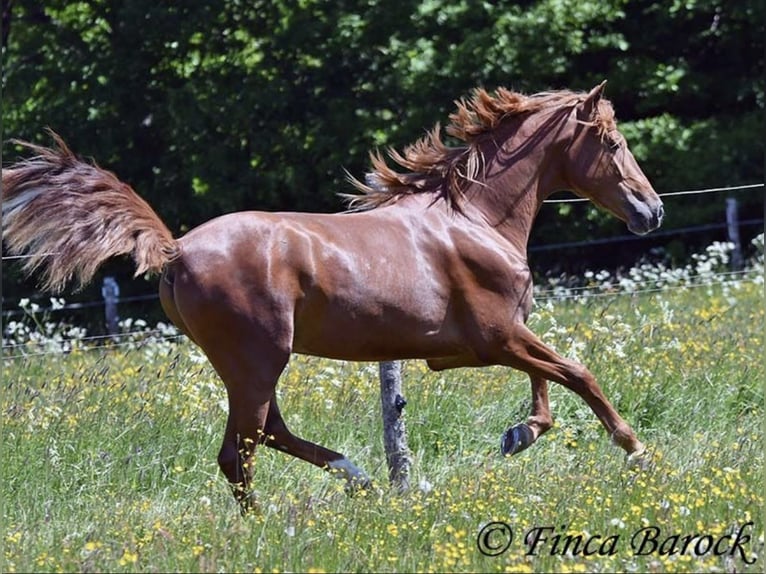 Altri cavalli a sangue caldo Castrone 4 Anni 157 cm Baio in Taunton