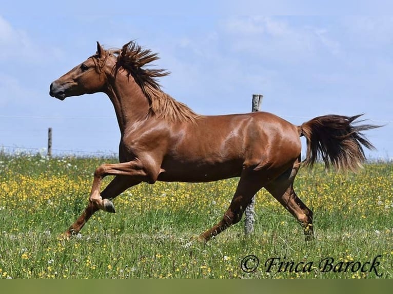 Altri cavalli a sangue caldo Castrone 4 Anni 157 cm Baio in Taunton