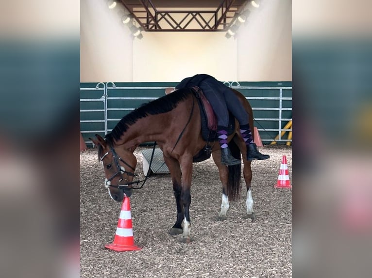 Altri cavalli a sangue caldo Castrone 4 Anni 160 cm Baio in Donauwörth