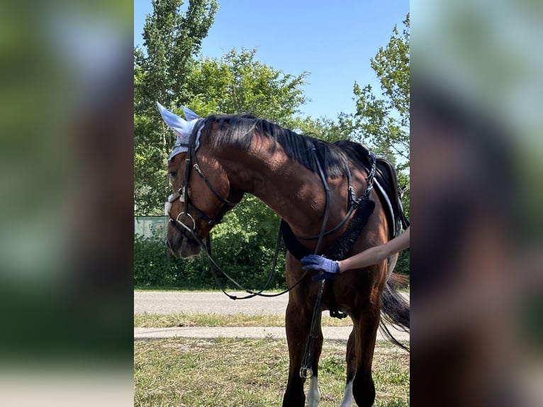 Altri cavalli a sangue caldo Castrone 4 Anni 160 cm Baio in Donauwörth