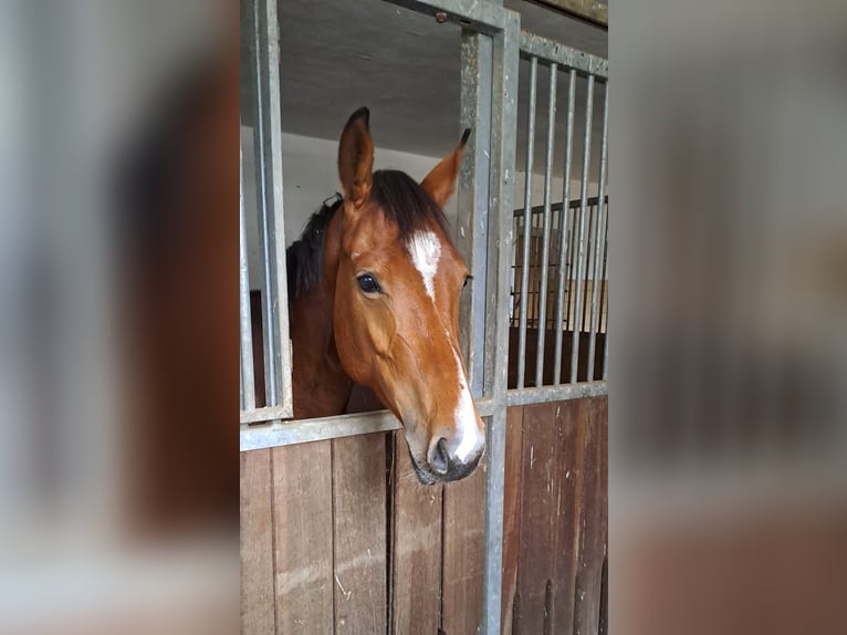 Altri cavalli a sangue caldo Castrone 4 Anni 160 cm Baio in Donauwörth