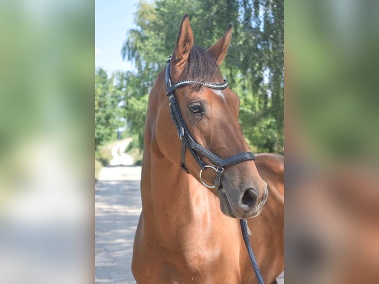 Altri cavalli a sangue caldo Mix Castrone 4 Anni 160 cm Baio ciliegia in Ełk