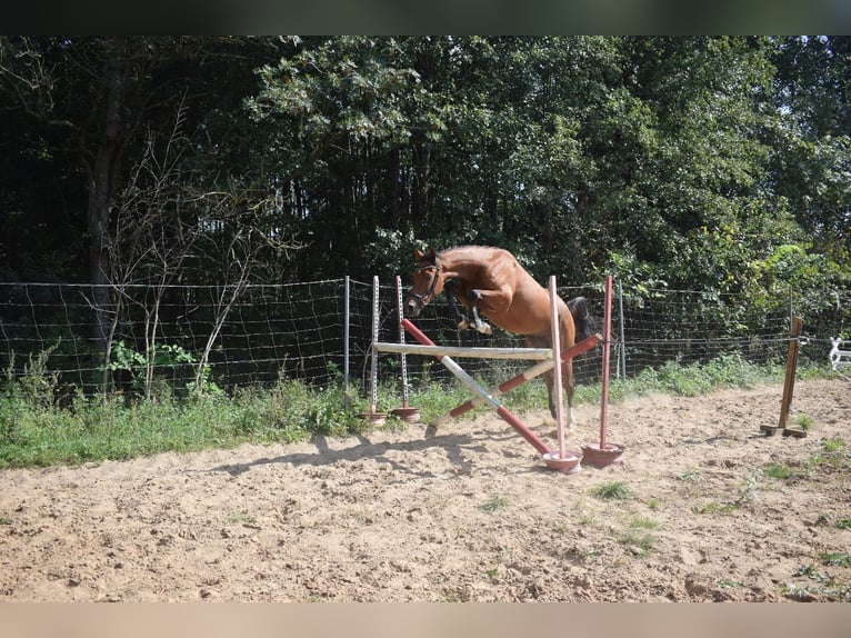 Altri cavalli a sangue caldo Mix Castrone 4 Anni 160 cm Baio ciliegia in Ełk