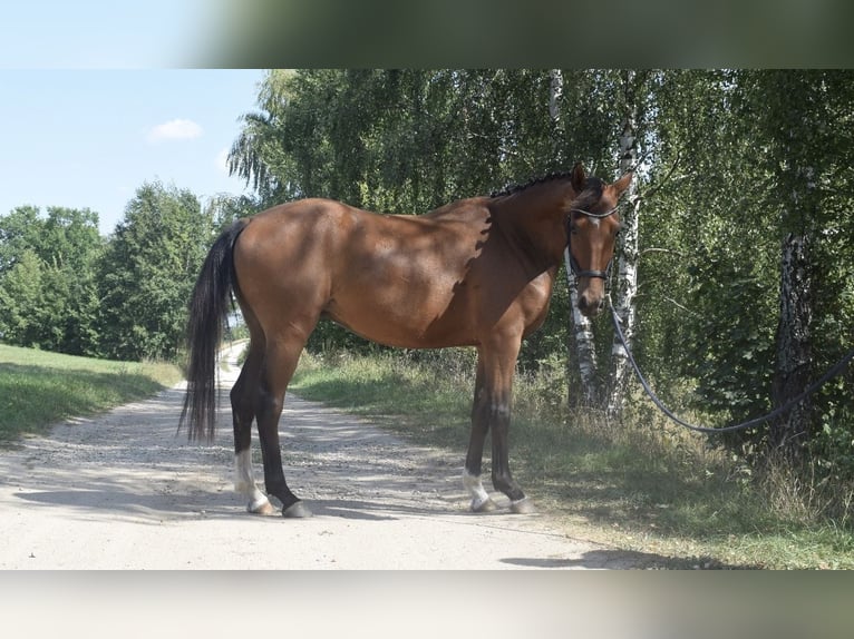 Altri cavalli a sangue caldo Mix Castrone 4 Anni 160 cm Baio ciliegia in Ełk