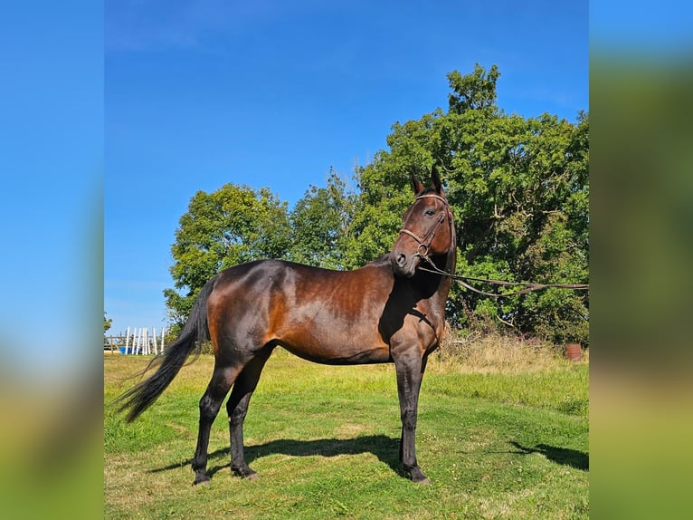 Altri cavalli a sangue caldo Mix Castrone 4 Anni 160 cm in Dresden Innere Altstadt