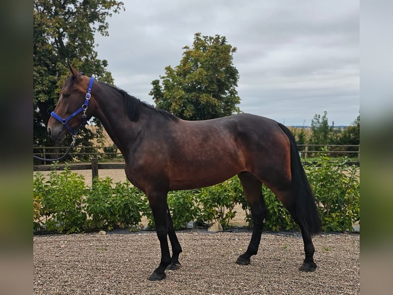 Altri cavalli a sangue caldo Mix Castrone 4 Anni 160 cm in Dresden Innere Altstadt