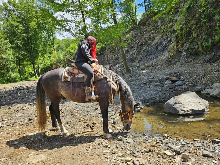 Altri cavalli a sangue caldo Castrone 4 Anni 160 cm Grigio pezzato in Linkenbach