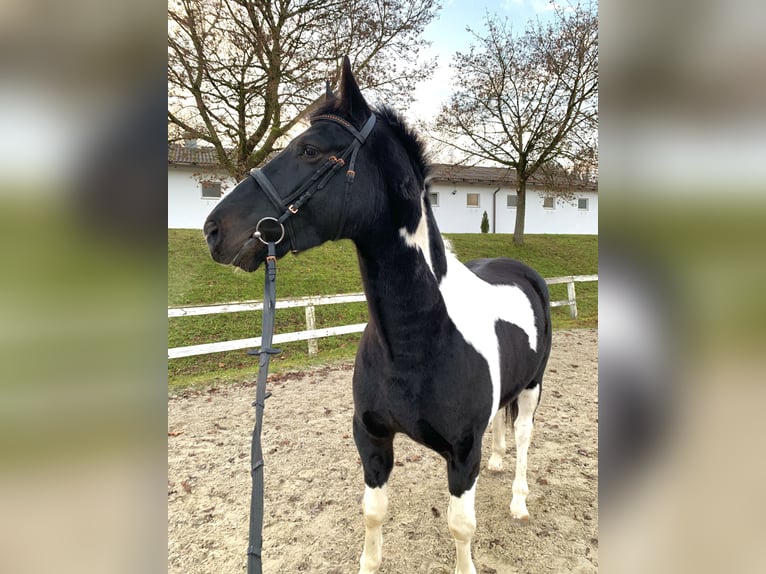 Altri cavalli a sangue caldo Castrone 4 Anni 160 cm Pezzato in Ampflwang