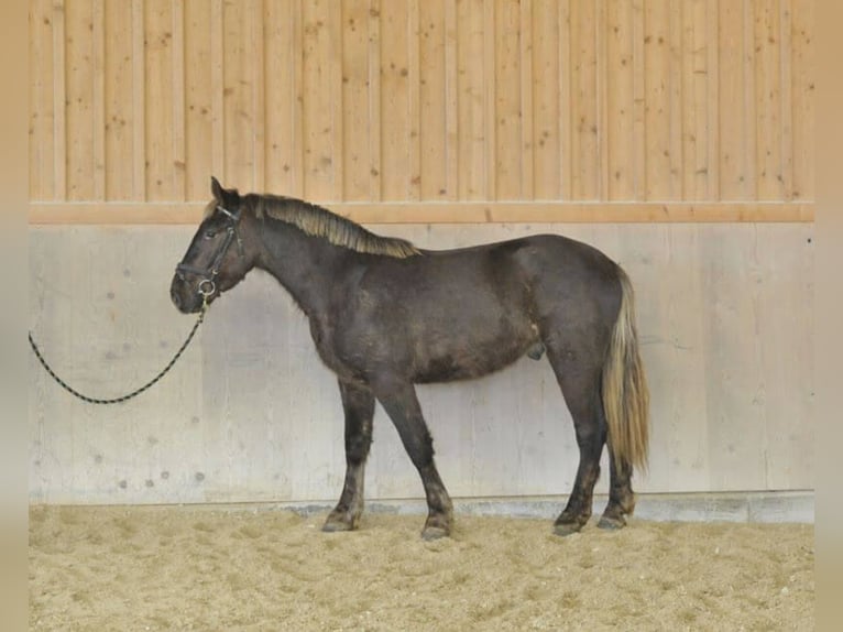 Altri cavalli a sangue caldo Castrone 4 Anni 162 cm Sauro scuro in Wellheim