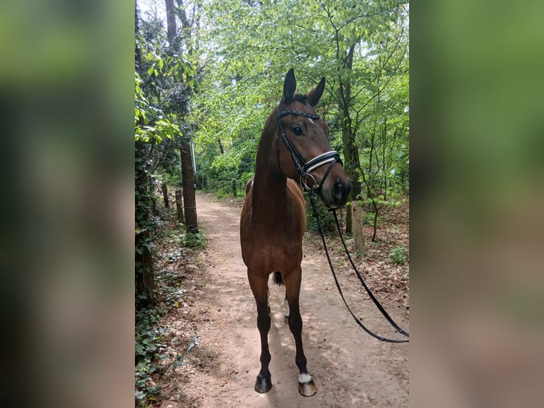 Altri cavalli a sangue caldo Castrone 4 Anni 164 cm Baio in Barenburg