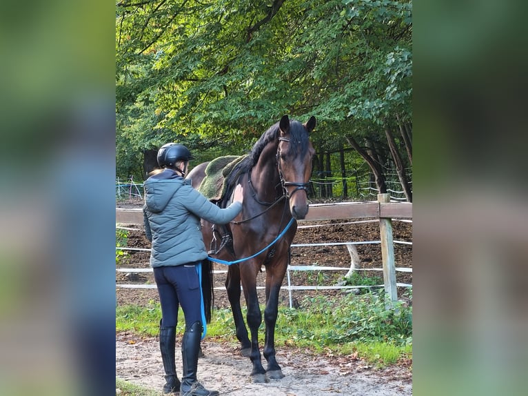 Altri cavalli a sangue caldo Castrone 4 Anni 164 cm Baio scuro in Braunschweig