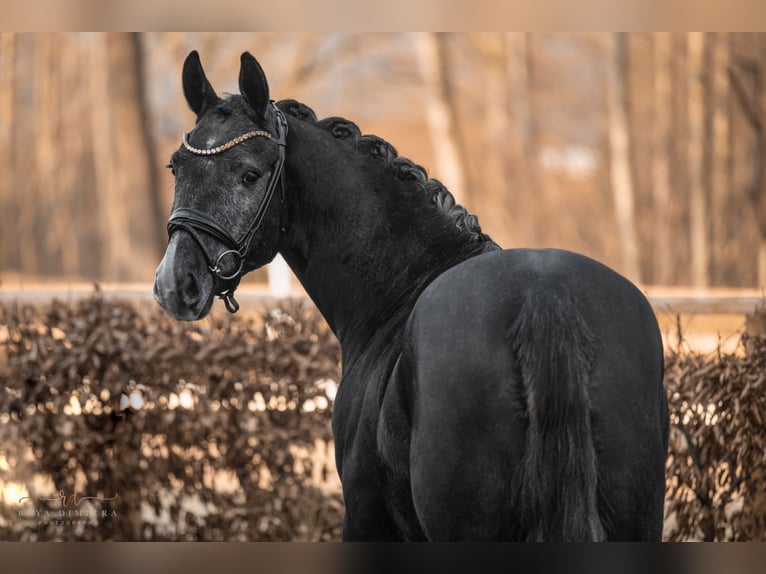 Altri cavalli a sangue caldo Castrone 4 Anni 164 cm Grigio ferro in Wehringen