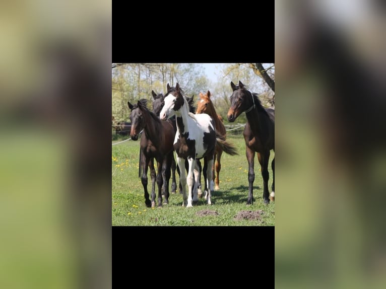 Altri cavalli a sangue caldo Castrone 4 Anni 164 cm Pezzato in Rohrlack
