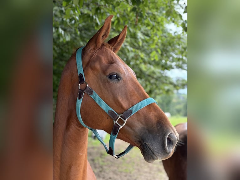 Altri cavalli a sangue caldo Castrone 4 Anni 164 cm Sauro in Eitorf