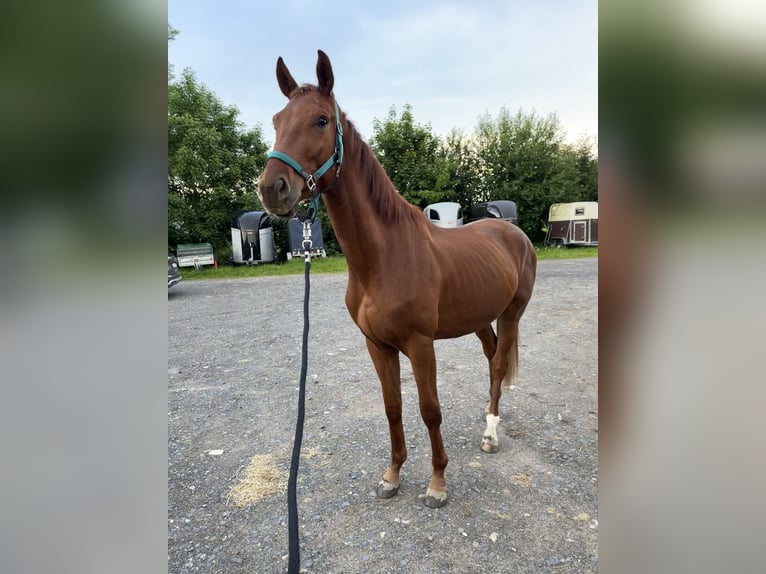 Altri cavalli a sangue caldo Castrone 4 Anni 164 cm Sauro in Eitorf