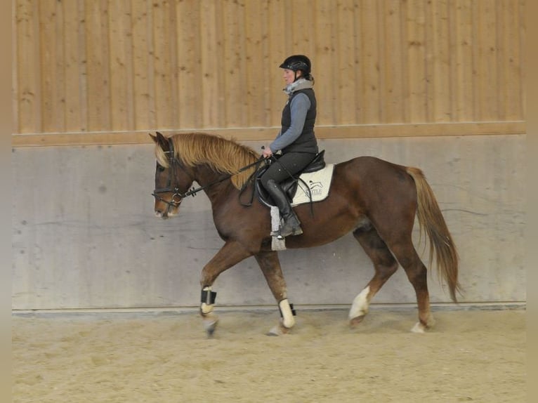 Altri cavalli a sangue caldo Castrone 4 Anni 164 cm Sauro in Wellheim