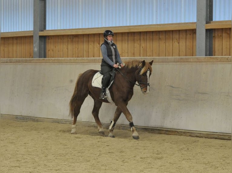 Altri cavalli a sangue caldo Castrone 4 Anni 164 cm Sauro in Wellheim