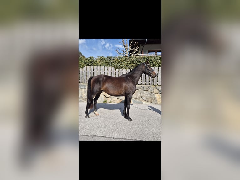 Altri cavalli a sangue caldo Castrone 4 Anni 165 cm Baio in Aschau im Zillertal