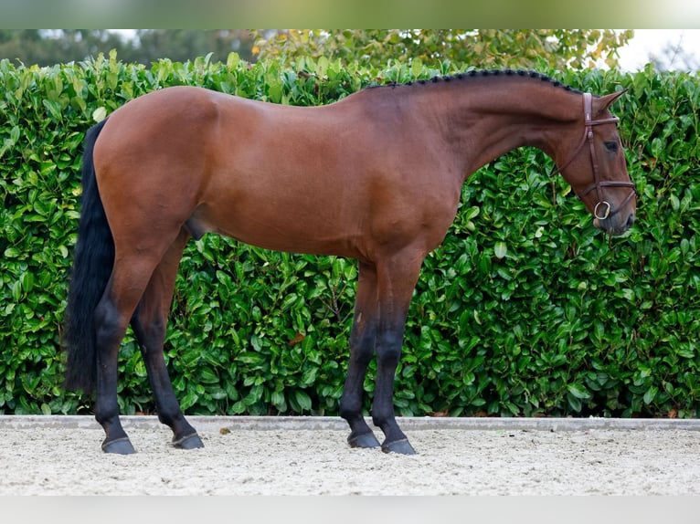 Altri cavalli a sangue caldo Castrone 4 Anni 165 cm Baio in Kinrooi